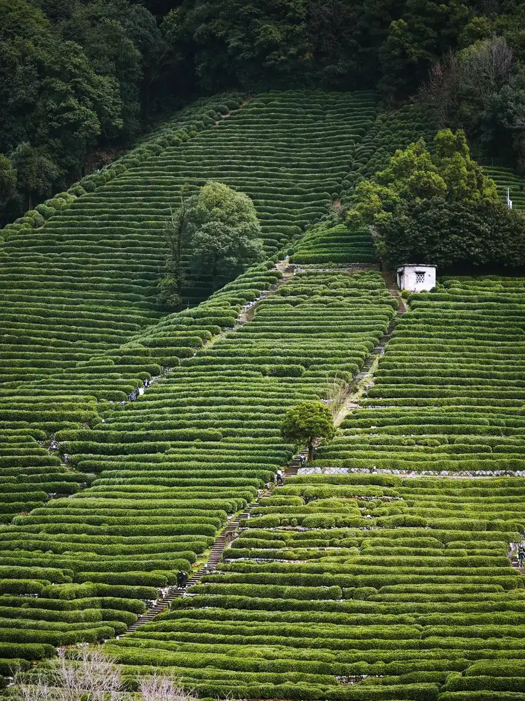 Hangzhou Longjing Village tea plantation terraces