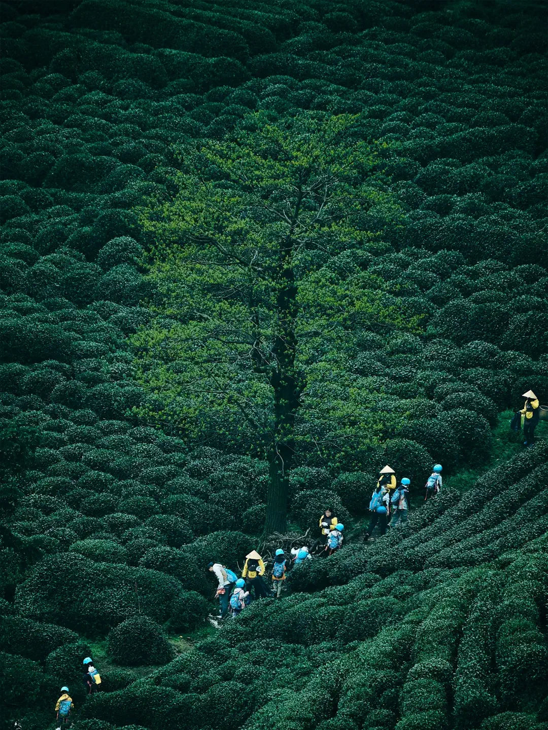 Hangzhou Meijiawu Longjing tea plantation terraced fields, workers harvesting in spring