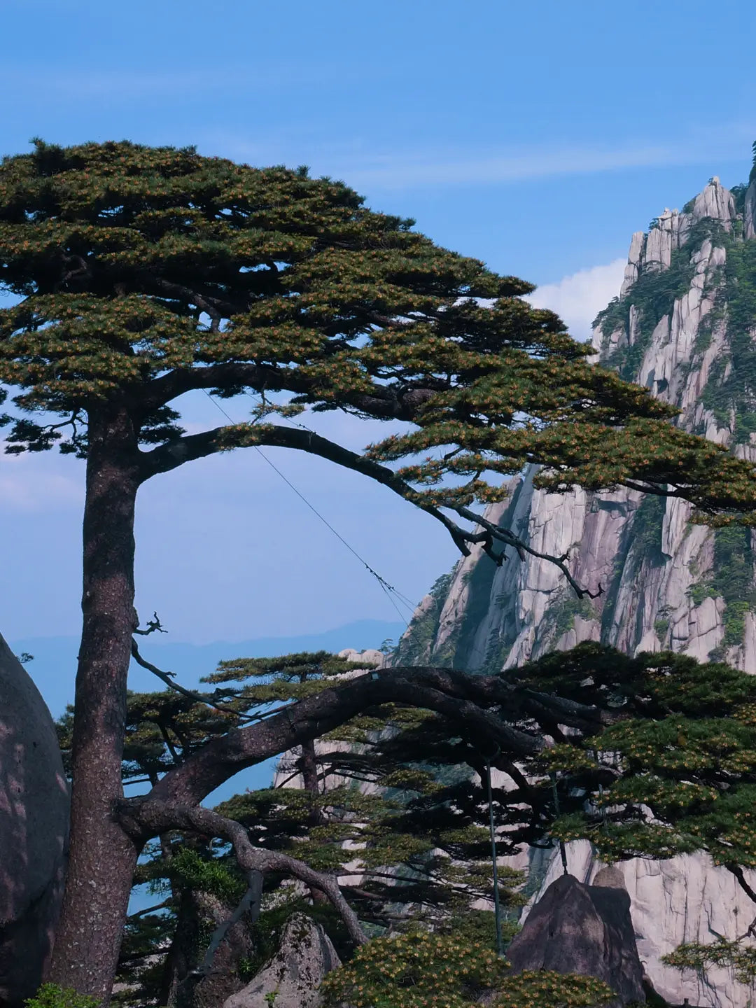Huangshan cliff-side peculiar pines
