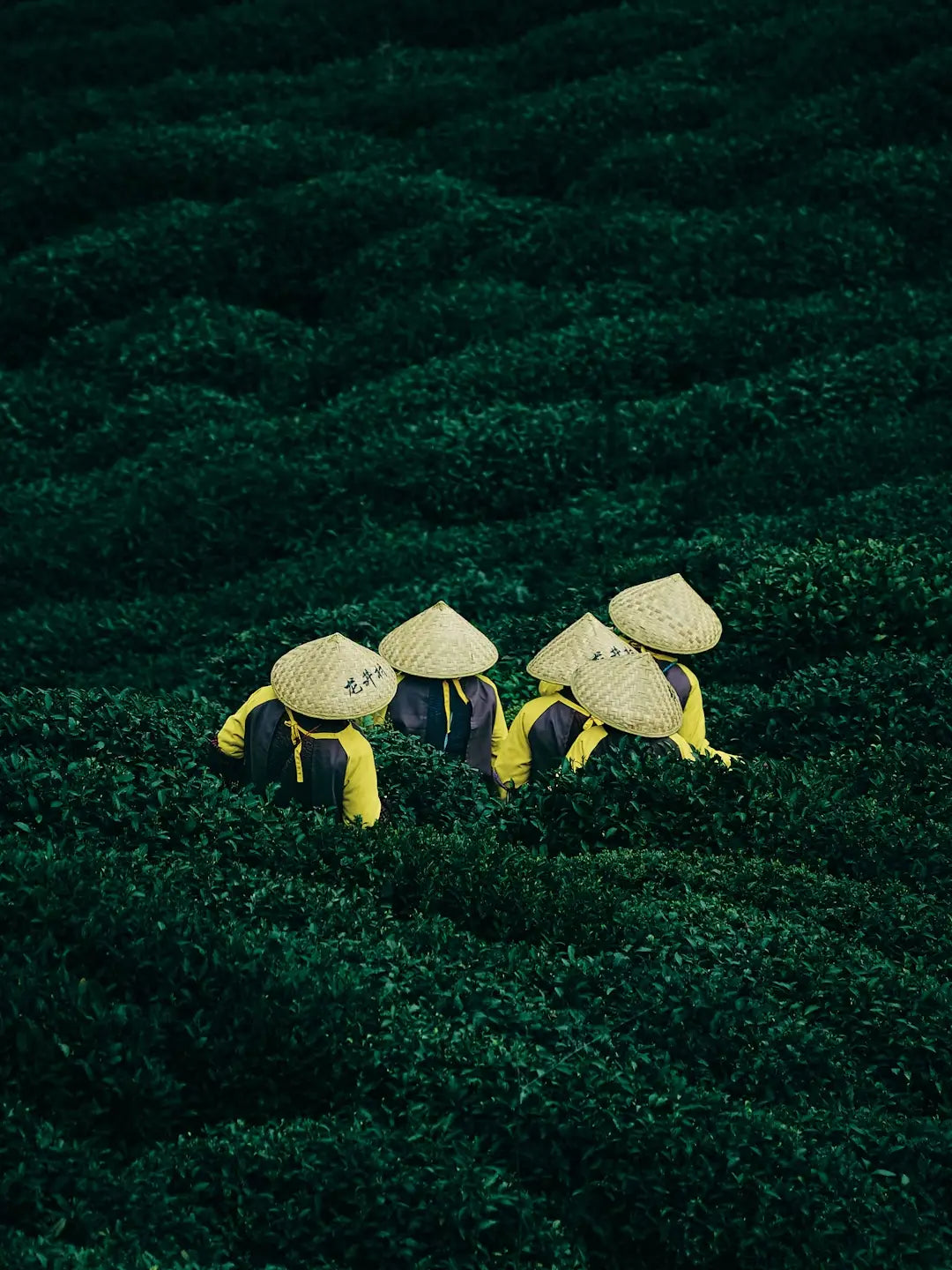 Tea plantation picking experience