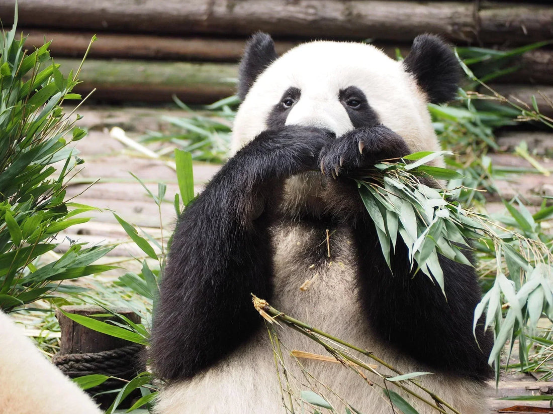 Is Chengdu Worth Visiting? A Complete Travel Guide for First-Time Travelers| TravelTidesChina