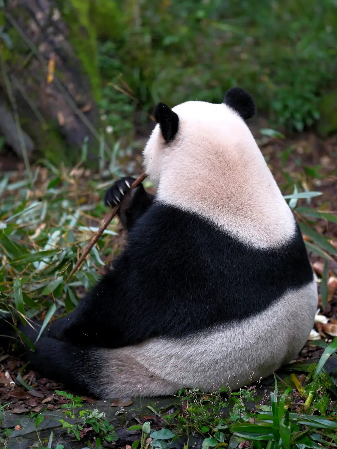 Giant panda bamboo forest back view