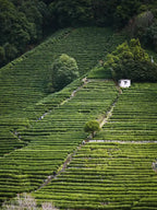 Hangzhou Longjing Village tea plantation terraces