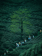 Hangzhou Meijiawu Longjing tea plantation terraced fields, workers harvesting in spring