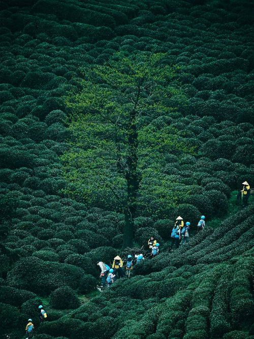Hangzhou Meijiawu Longjing tea plantation terraced fields, workers harvesting in spring
