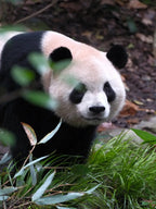 Sichuan Giant panda