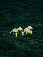 Tea plantation picking experience
