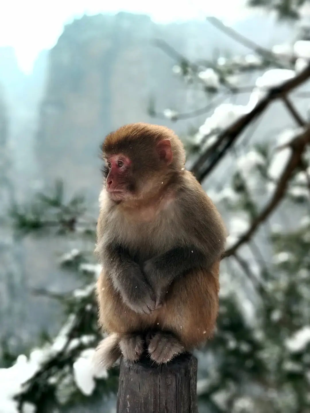 Zhangjiajie Wulingyuan peak forest in snow