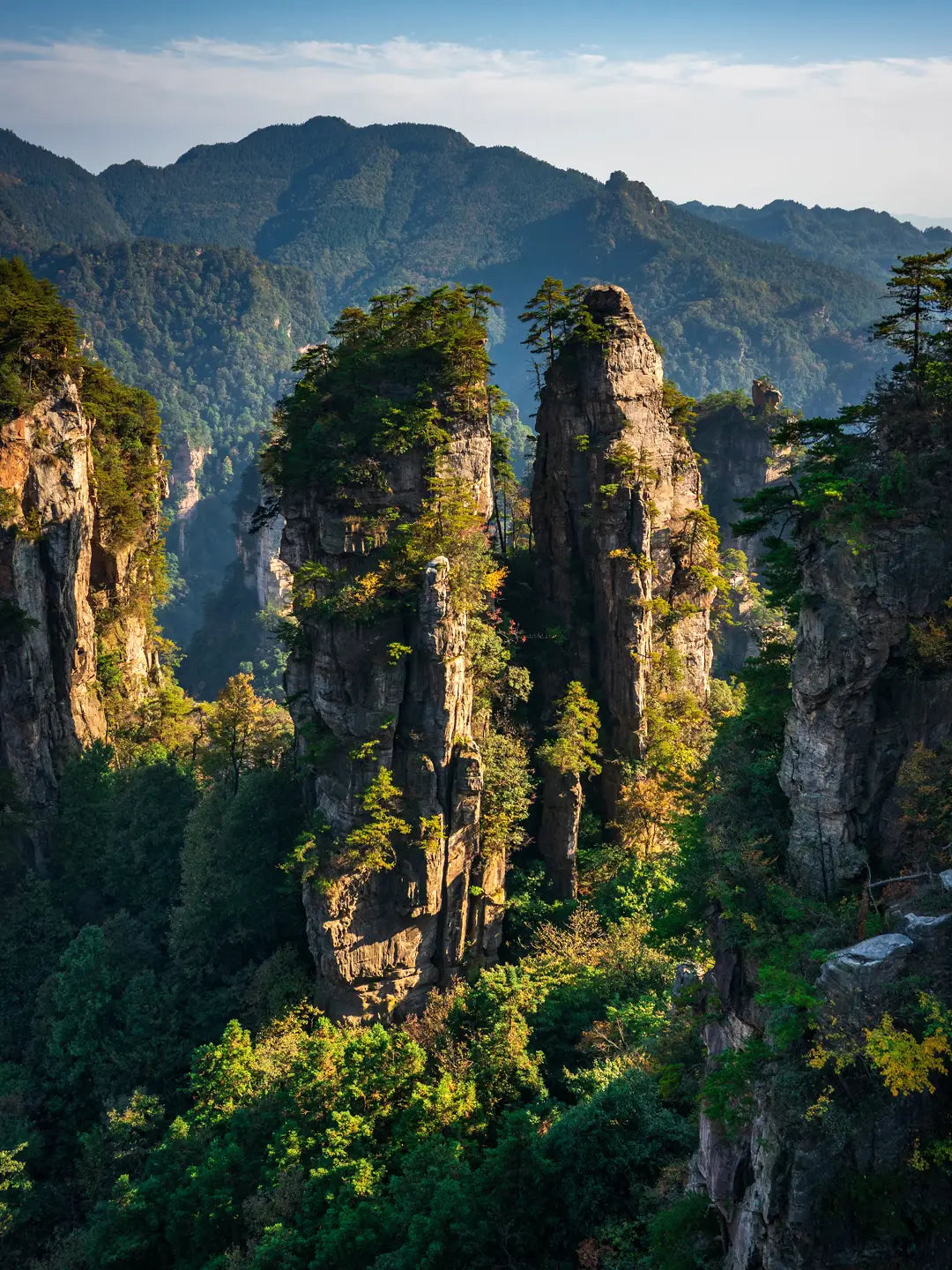 Zhangjiajie peak forest with vegetation