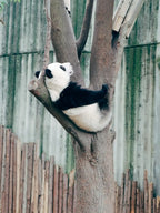 7-Day Chengdu & Jiuzhaigou Fairyland Tour