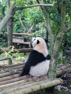 6-Day Tour of Chongqing and Chengdu with Wulong & Dazu Highlights