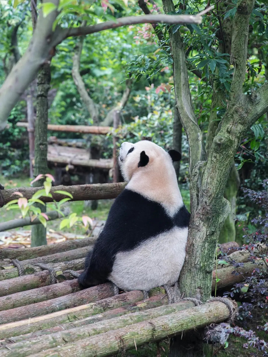 6-Day Tour of Chongqing and Chengdu with Wulong & Dazu Highlights